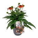 Afbeelding van VP Echinacea P19 Sombrero Orange